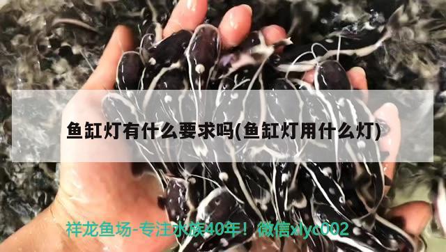 魚缸品牌排行榜前十名有哪些（魚缸品牌排行榜前十名有哪些呢） 刀魚魚