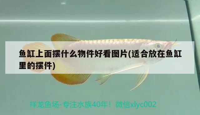 魚缸上面擺什么物件好看圖片(適合放在魚缸里的擺件) 龍魚百科