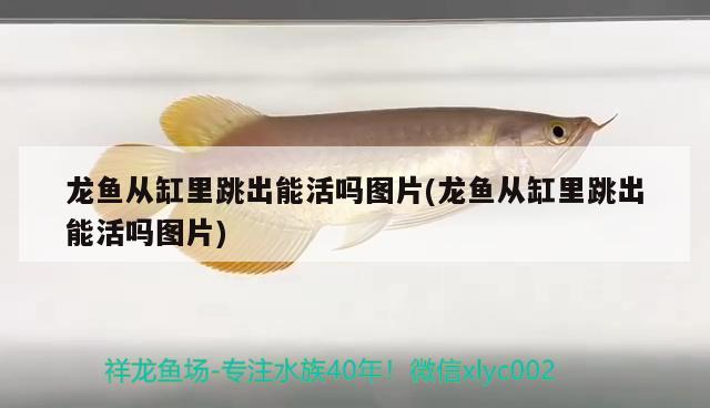 龍魚(yú)從缸里跳出能活嗎圖片(龍魚(yú)從缸里跳出能活嗎圖片) 戰(zhàn)車紅龍魚(yú)