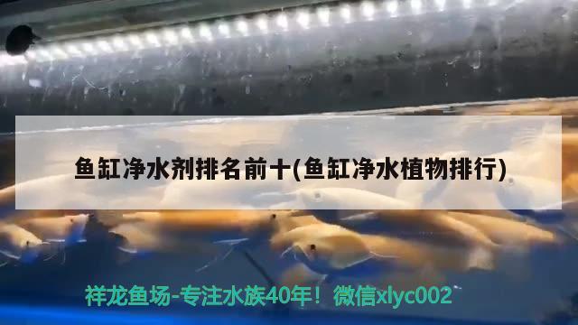 魚缸凈水劑排名前十(魚缸凈水植物排行) 黃金斑馬魚 第2張