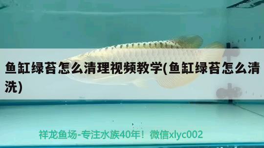 魚缸綠苔怎么清理視頻教學(xué)(魚缸綠苔怎么清洗)