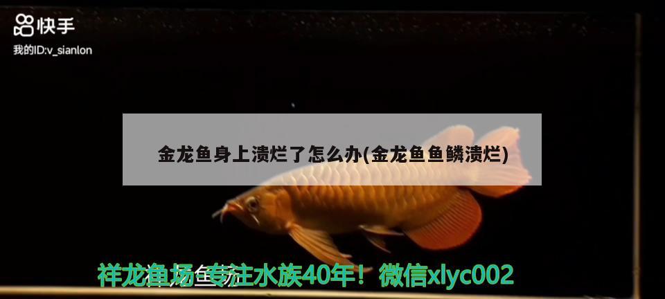 金龍魚身上潰爛了怎么辦(金龍魚魚鱗潰爛)