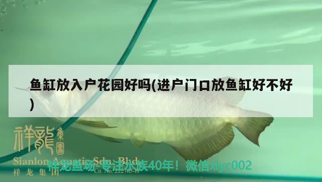 魚缸放入戶花園好嗎(進戶門口放魚缸好不好) 三色錦鯉魚