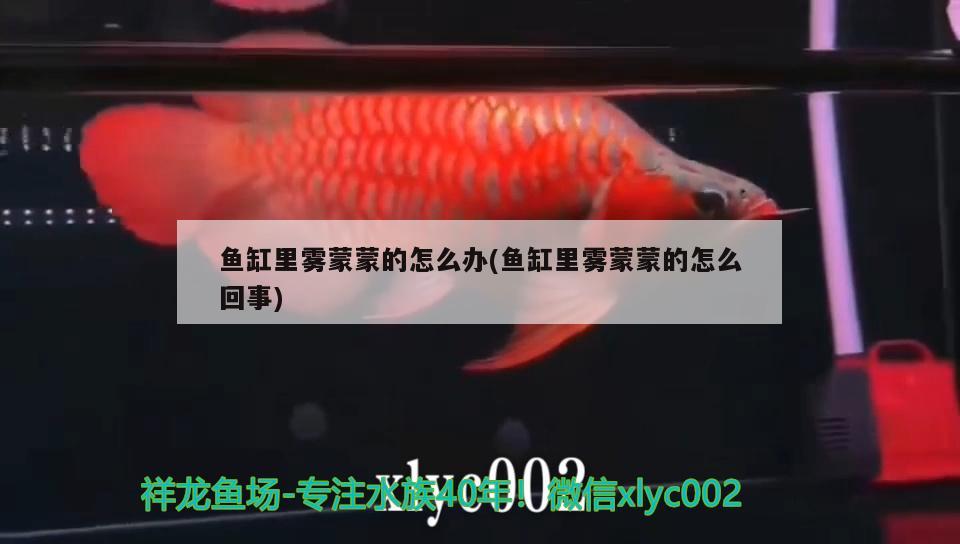 魚缸里霧蒙蒙的怎么辦(魚缸里霧蒙蒙的怎么回事) 廣州水族批發(fā)市場(chǎng)