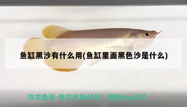 養(yǎng)魚是魚缸好還是水族箱好呢(水族箱魚缸養(yǎng)什么魚好?) 魚缸/水族箱