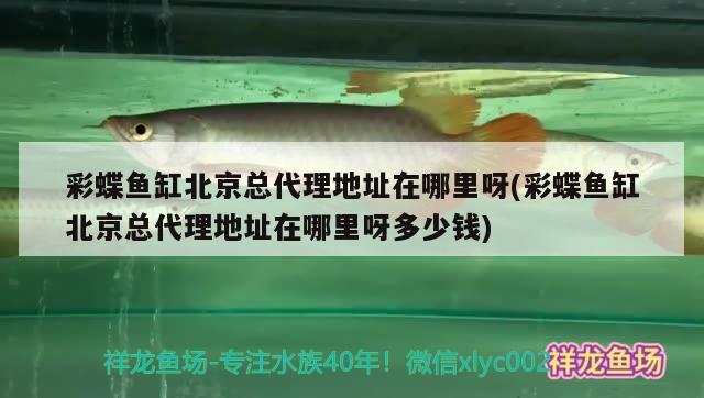 彩蝶魚缸北京總代理地址在哪里呀(彩蝶魚缸北京總代理地址在哪里呀多少錢) 虎魚百科