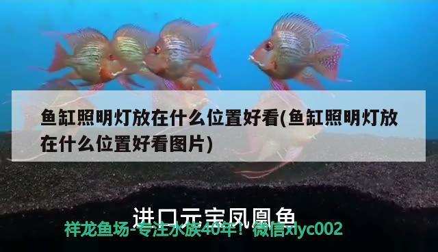 觀賞魚和食用魚的區(qū)別圖片（觀賞魚好不好吃） 龍魚百科