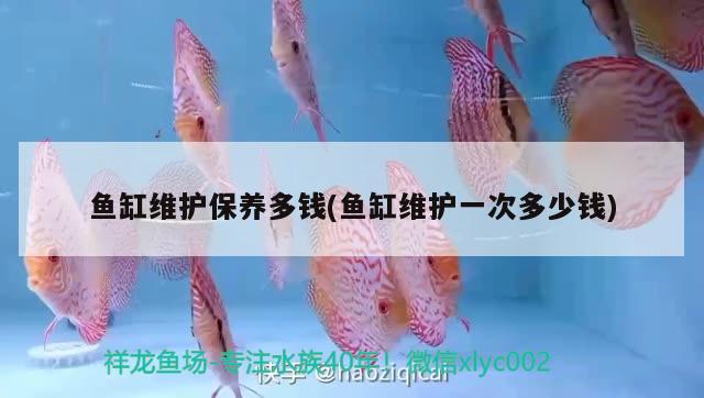 魚缸維護(hù)保養(yǎng)多錢(魚缸維護(hù)一次多少錢)