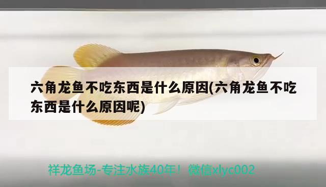 魚(yú)缸過(guò)濾系統(tǒng)哪種過(guò)濾系統(tǒng)好，魚(yú)缸過(guò)濾系統(tǒng)哪種好（魚(yú)缸過(guò)濾系統(tǒng)哪種好）