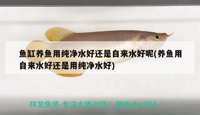 魚缸養(yǎng)魚用純凈水好還是自來水好呢(養(yǎng)魚用自來水好還是用純凈水好) 海象魚