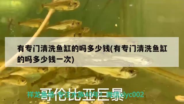 紅燒銀龍魚做法大全視頻竅門（紅燒銀魚的做法視頻） 銀龍魚 第1張