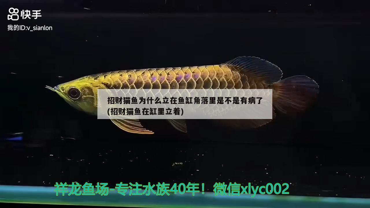 招財(cái)貓魚為什么立在魚缸角落里是不是有病了(招財(cái)貓魚在缸里立著) 白條過(guò)背金龍魚