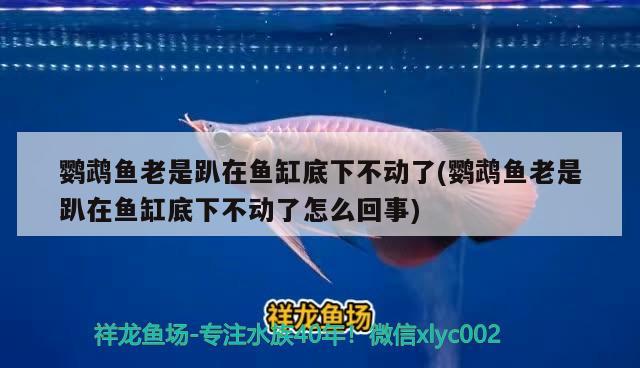 鸚鵡魚老是趴在魚缸底下不動了(鸚鵡魚老是趴在魚缸底下不動了怎么回事) 鸚鵡魚