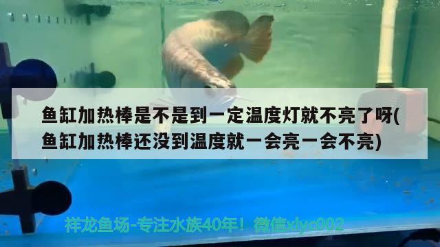 黃金珍珠項鏈價格：珍珠項鏈 價格 觀賞魚 第2張