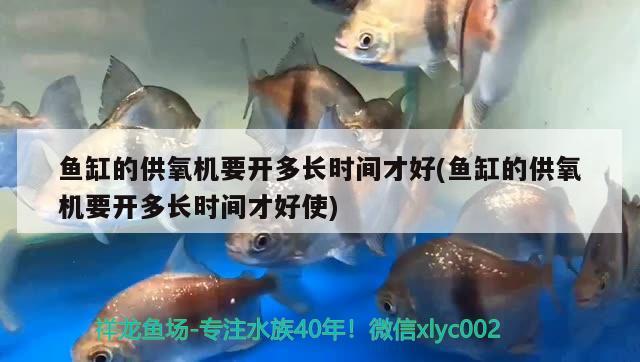 羅漢屬于什么層魚，羅漢魚的品種