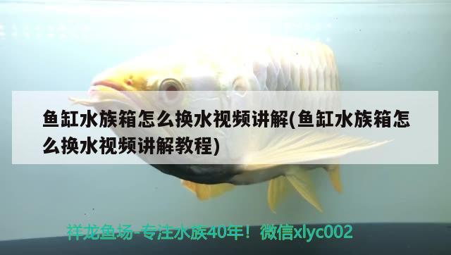 魚缸水族箱怎么換水視頻講解(魚缸水族箱怎么換水視頻講解教程) 魚缸/水族箱