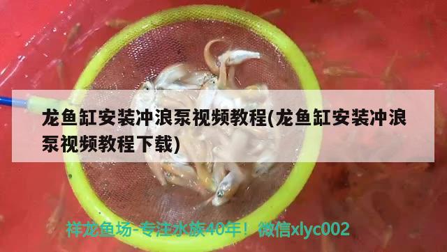 龍魚缸安裝沖浪泵視頻教程(龍魚缸安裝沖浪泵視頻教程下載)