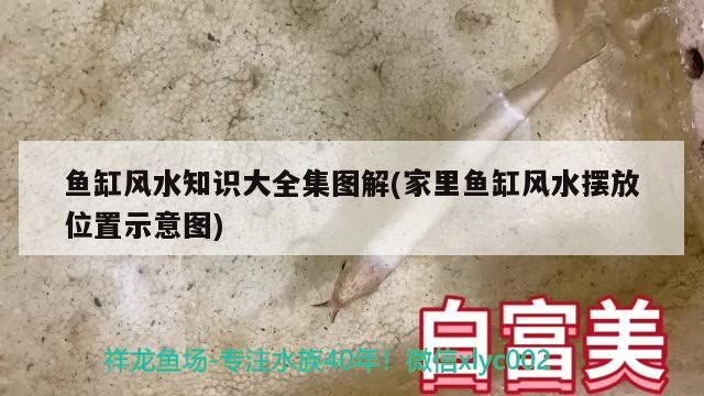 求解常見的風(fēng)水魚有哪些，紅鸚鵡魚的品種