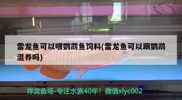 雷龍魚可以喂鸚鵡魚飼料(雷龍魚可以跟鸚鵡混養(yǎng)嗎) 鸚鵡魚