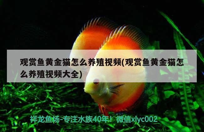 觀賞魚黃金貓?jiān)趺答B(yǎng)殖視頻(觀賞魚黃金貓?jiān)趺答B(yǎng)殖視頻大全)