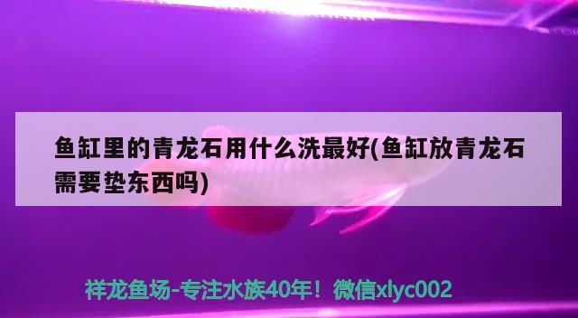 魚缸里的青龍石用什么洗最好(魚缸放青龍石需要墊東西嗎) 粗線銀版魚苗