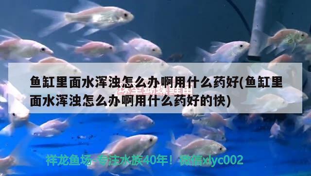 魚缸里面水渾濁怎么辦啊用什么藥好(魚缸里面水渾濁怎么辦啊用什么藥好的快) 白子球鯊魚