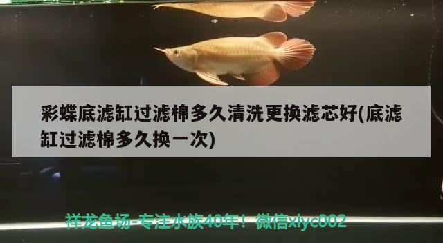 彩蝶底濾缸過濾棉多久清洗更換濾芯好(底濾缸過濾棉多久換一次)