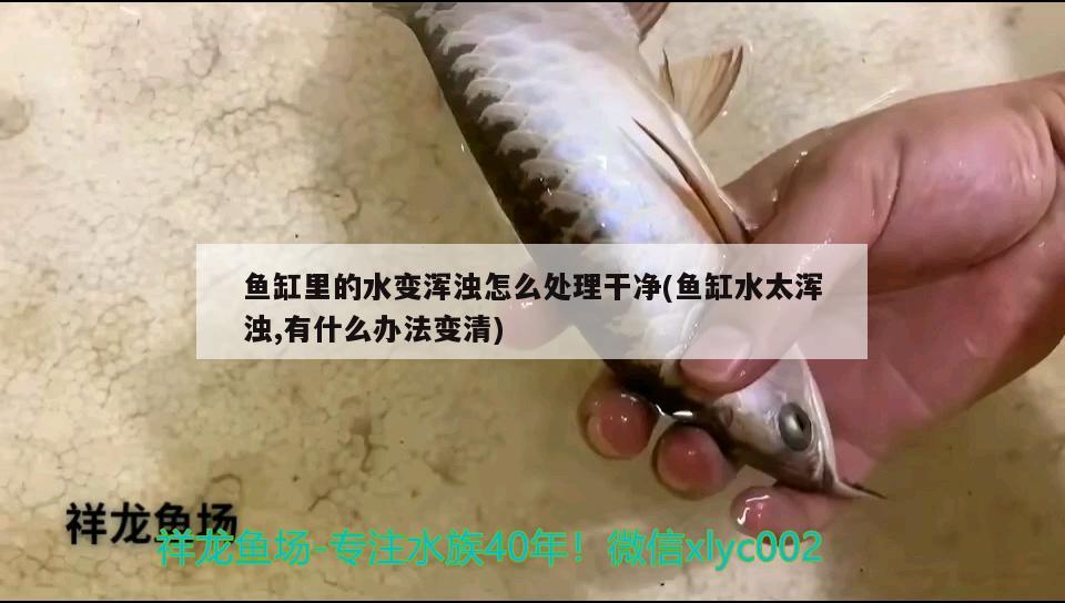 魚缸里的水變渾濁怎么處理干凈(魚缸水太渾濁,有什么辦法變清) 黃金斑馬魚