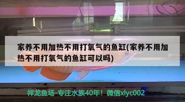 家養(yǎng)不用加熱不用打氧氣的魚缸(家養(yǎng)不用加熱不用打氧氣的魚缸可以嗎) iwish愛唯希品牌魚缸