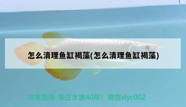 怎么清理魚缸褐藻(怎么清理魚缸褐藻) 除藻劑