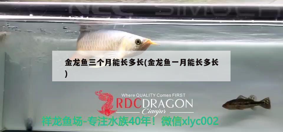 金龍魚三個月能長多長(金龍魚一月能長多長) 魚缸清潔用具