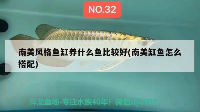 南美風(fēng)格魚(yú)缸養(yǎng)什么魚(yú)比較好(南美缸魚(yú)怎么搭配)