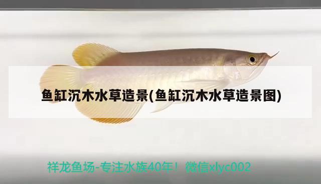 龍魚金龍