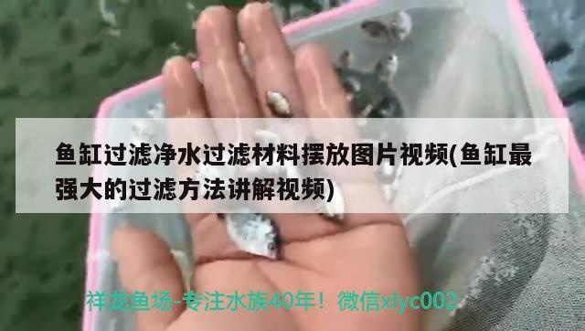 魚缸過濾凈水過濾材料擺放圖片視頻(魚缸最強(qiáng)大的過濾方法講解視頻)