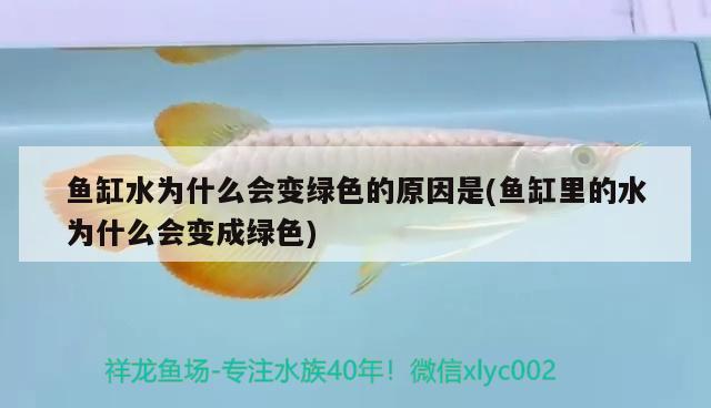 魚缸水為什么會(huì)變綠色的原因是(魚缸里的水為什么會(huì)變成綠色) 殺菌消毒設(shè)備