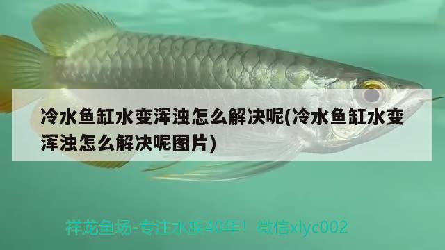 冷水魚缸水變渾濁怎么解決呢(冷水魚缸水變渾濁怎么解決呢圖片) 野彩魚