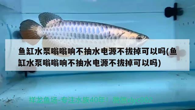 魚(yú)缸水泵嗡嗡響不抽水電源不拔掉可以嗎(魚(yú)缸水泵嗡嗡響不抽水電源不拔掉可以嗎)