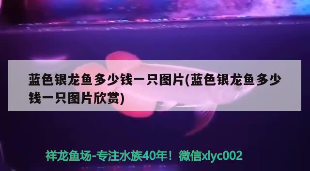 藍色銀龍魚多少錢一只圖片(藍色銀龍魚多少錢一只圖片欣賞) 銀龍魚