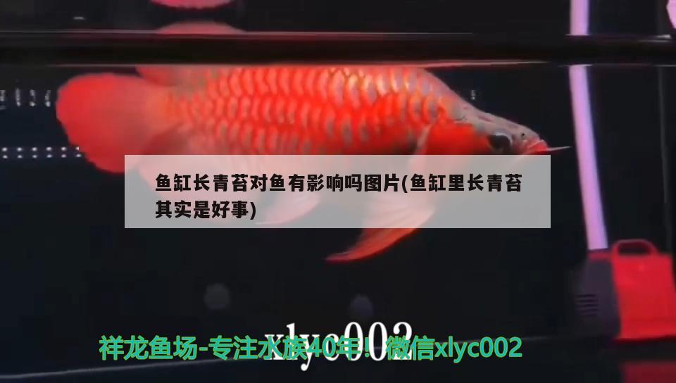 最大的鶴頂紅金魚：什么樣鶴頂紅金魚算精品