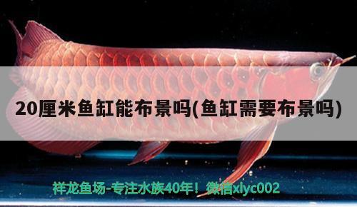 20厘米魚缸能布景嗎(魚缸需要布景嗎) 奈及利亞紅圓點狗頭