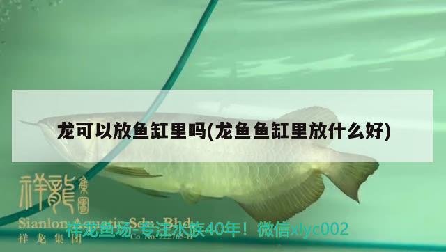 龍可以放魚缸里嗎(龍魚魚缸里放什么好)