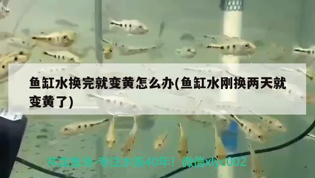 魚缸水換完就變黃怎么辦(魚缸水剛換兩天就變黃了) 夢幻雷龍魚