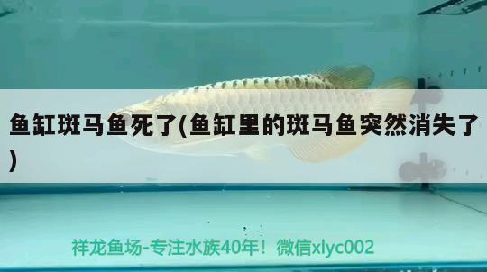 魚(yú)缸斑馬魚(yú)死了(魚(yú)缸里的斑馬魚(yú)突然消失了) 野彩魚(yú)