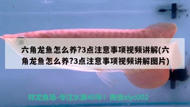 六角龍魚怎么養(yǎng)?3點(diǎn)注意事項(xiàng)視頻講解(六角龍魚怎么養(yǎng)?3點(diǎn)注意事項(xiàng)視頻講解圖片)