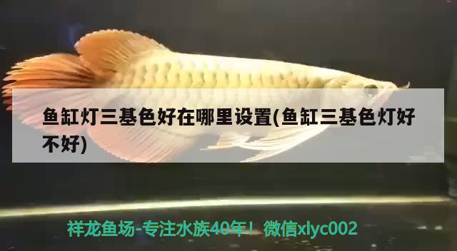 魚缸燈三基色好在哪里設(shè)置(魚缸三基色燈好不好) 泰國雪鯽魚