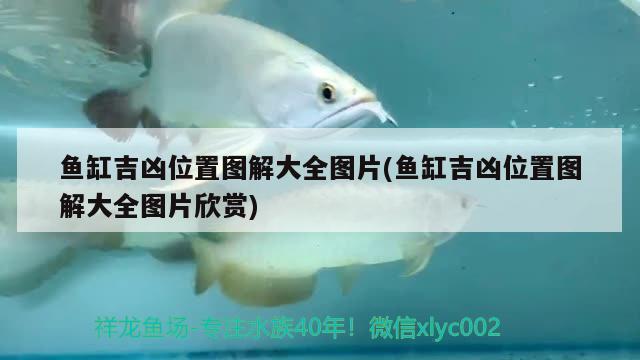 魚缸吉兇位置圖解大全圖片(魚缸吉兇位置圖解大全圖片欣賞) 七彩神仙魚