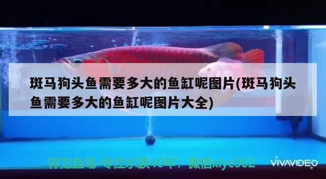 泰國(guó)虎吃飽了躲著等消化我忍了挖煤不明也忍了可是整天躲在角落里不出來(lái)一點(diǎn)觀賞性都沒(méi)有 泰國(guó)虎魚(yú) 第2張