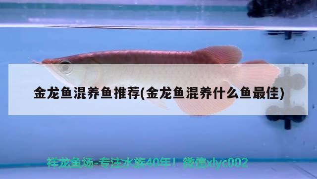 金龍魚(yú)混養(yǎng)魚(yú)推薦(金龍魚(yú)混養(yǎng)什么魚(yú)最佳) 成吉思汗鯊（球鯊）魚(yú)