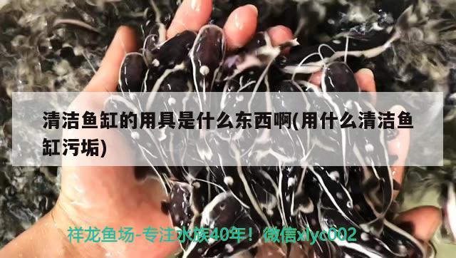 清潔魚缸的用具是什么東西啊(用什么清潔魚缸污垢) 三色錦鯉魚