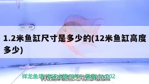 養(yǎng)好魟魚要注意什么，小型風(fēng)水魚有哪種 魚缸風(fēng)水 第1張